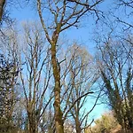 Stream-side And Sauna
