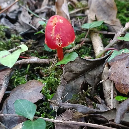 シャレー Stream-side And Sauna