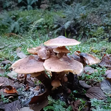 Stream-side And Sauna シャレー Ballyduff