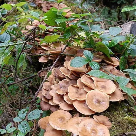 Stream-side And Sauna * Ballyduff
