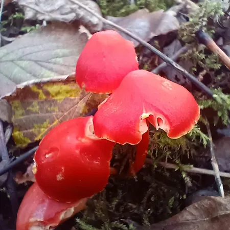 Stream-side And Sauna シャレー Ballyduff