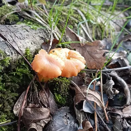 シャレー Stream-side And Sauna Ballyduff