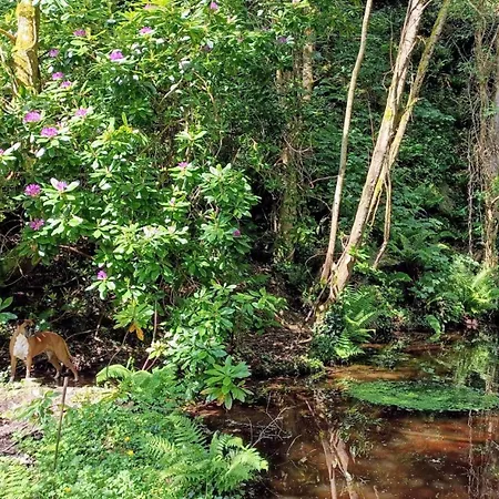 בקתה Stream-side With Private Sauna Option
