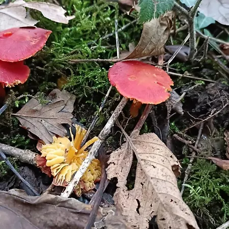 Stream-side And Sauna Ballyduff (Waterford)