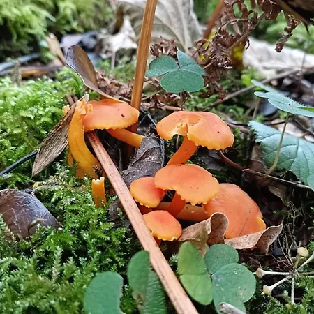 Stream-side And Sauna * Ballyduff