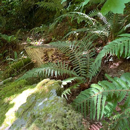 シャレー Stream-side And Sauna *