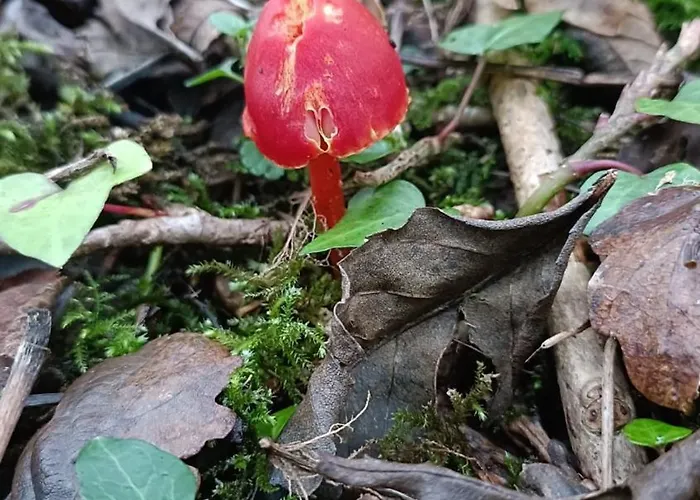 Chalet Stream-side And Sauna
