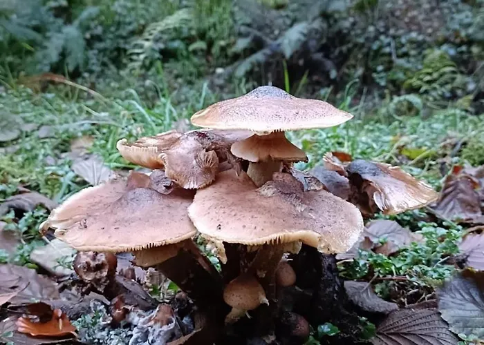 Stream-side And Sauna Alpstuga Ballyduff (Waterford)