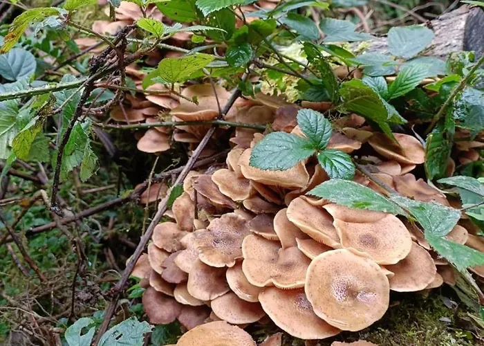 Stream-side And Sauna * Ballyduff (Waterford)