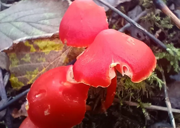 Stream-side And Sauna Alpstuga Ballyduff (Waterford)