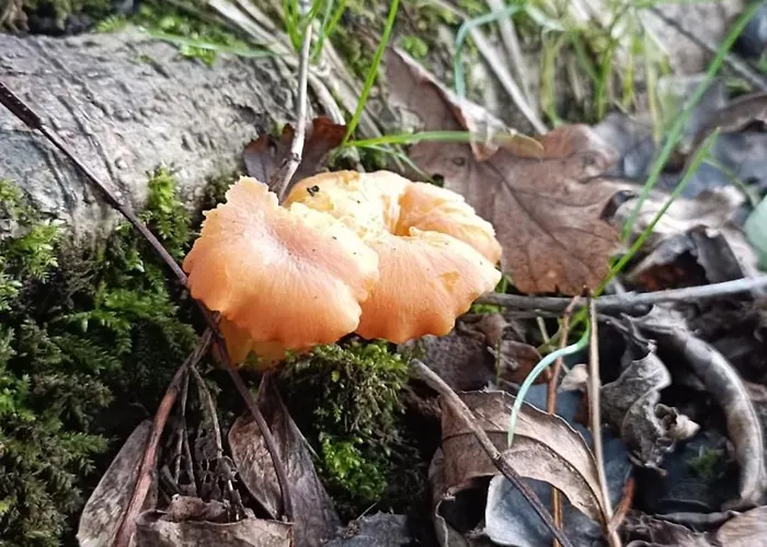 Chalet Stream-side And Sauna Ballyduff (Waterford)