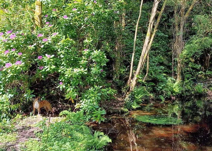 Chalet Stream-side And Sauna