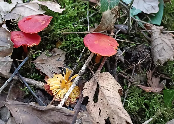 Stream-side And Sauna Ballyduff (Waterford)