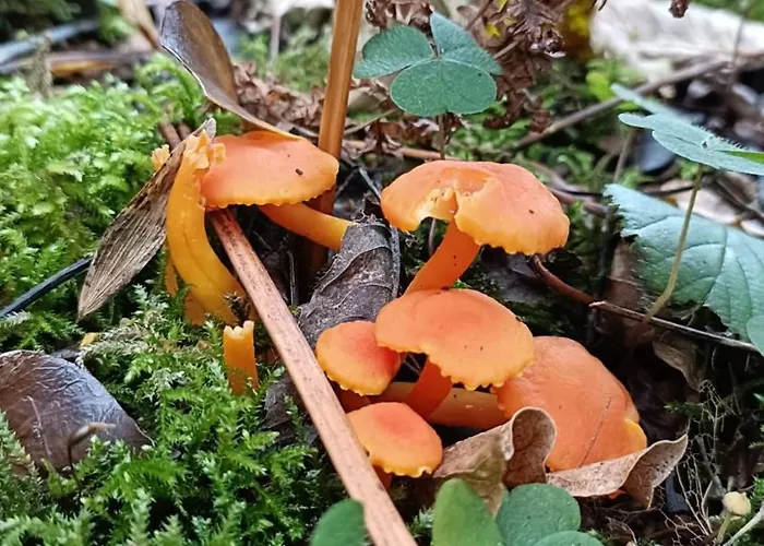 Stream-side And Sauna * Ballyduff (Waterford)